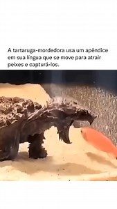A tartaruga mordedora, também conhecida como Chelus fimbriata, é um predador fascinante com uma adaptação única para caçar suas presas. Esta espécie é nativa da região amazônica, onde habita os rios lentos e cheios de vegetação. O comportamento de caça da tartaruga é especialmente interessante, pois ela usa um apêndice localizado em sua língua que se move como uma isca viva. Esse apêndice simula um pequeno animal que se move de maneira atraente, imitando a aparência de um verme ou peixe. Esse mo