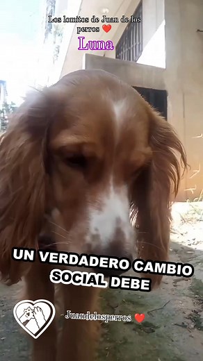 #juandelosperros #POR #seguirme #NoAlMaltratoDeLosAnimales | Juandelosperros Sepulveda