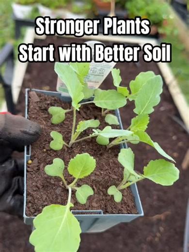 Mon @filhomegardenz is showing us two simple ways to recharge your soil this autumn 🌿🍂 When planting, adding Tui Compost to help improve soil structure, boost organic matter, and give roots a better environment to grow in. Then adding a handful of Tui Chicken & Sheep Pellets under each plant for a gentle nutrient boost that helps feed the soil and support healthy new growth. A quick water-in and the garden is set up for a stronger start this season - simple, satisfying, and one of those little