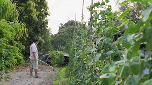 Plantation of organic Asparagus bean plant, yardlong or Chinese long bean on house fence with man watering background. Concept of agriculture at home, organic farm, healthy vegetable food.