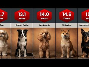 These Dog Breeds Have the Best Lifetime Health