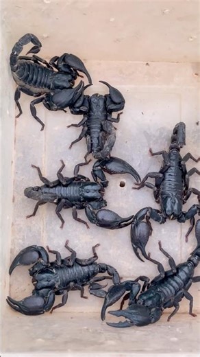 Venomous scorpions #scorpions #shorts