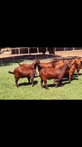 ‼️‼️Kalahari Red goats require a diet that includes Long, fibrous food. High-quality hay and long grass help goats to digest food efficiently. Roots, twigs, and leaves are also part of a goat's diet. Always remember that Goats need a mineral salt lick to supplement their diet. Daily access to water and supplemental vitamins and minerals are a vital part of goat farming. Macrominerals include calcium, phosphorus, magnesium, sodium, potassium, sulfur, and chlorides. Microminerals include iron, cop