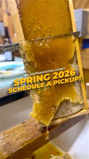 2026 Spring Honey Harvest is Here! 🍯 Raw Local Honey Ready for Pickup | Bee Augustine Honey Co.