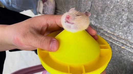 Hamster somehow jams its entire head inside toy funnel