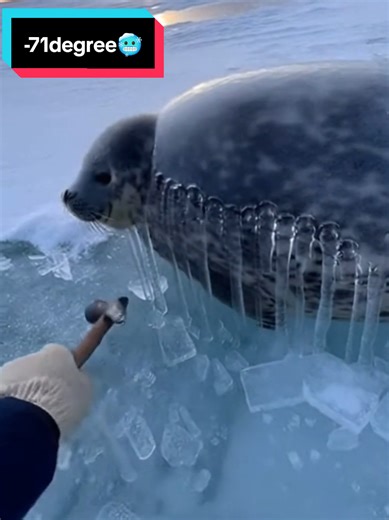 Incredible Arctic Circle Seals Frozen at -71 Degrees