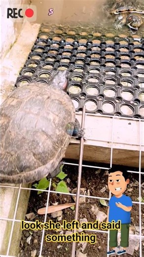 🐢‼️🤔❓KURA-KURA ITU MENGATAKAN SESUATU!#funny #shorts #cuteturtle