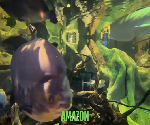🏞 The Amazon River is bursting with life—and you can dive right into the action at our Extreme Amazon gallery! 🌊 Discover how the river’s most fascinating fish have adapted to survive in one of the world’s wildest ecosystems. 👀 The best part? You can climb into our pop-up tunnel and come face to fin with these incredible creatures—an unforgettable view from inside the exhibit! 🐟 | Oklahoma Aquarium