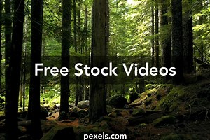 Bamboo Forest Videos, Download The BEST Free 4k Stock Video Footage & Bamboo Forest HD Video Clips