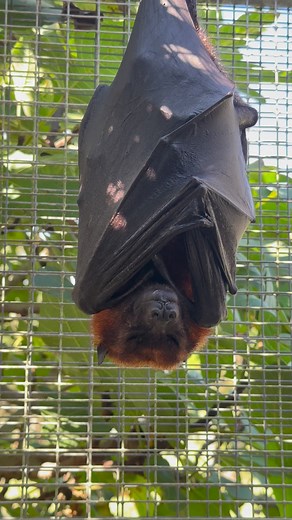 513K views · 11K reactions | Today’s #MondayMood with Cahya, the Variable Flying Fox! 驪 | Lubee Bat Conservancy | Facebook