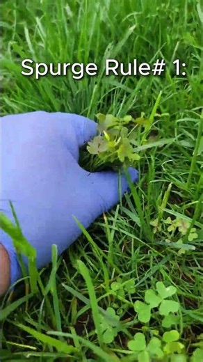 How to Kill Spurge