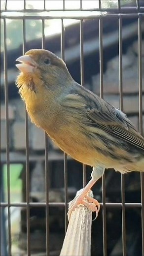 bird chirping | bird sound #birds #animals #canary #funnyanimals