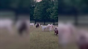 WATCH: Millie Bobby Brown shares glimpse of sprawling farm with husband Jake Bongiovi