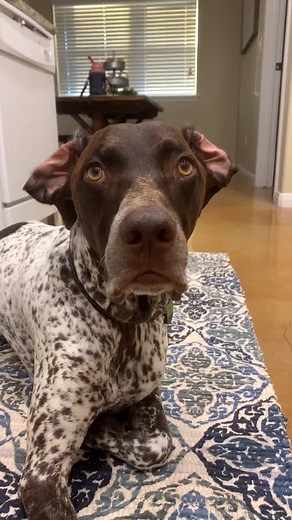 Mouse update...he had to sit down for the ending lol #DogPerson #CoupledUp #dogsoftiktok #foryoupage #gsp