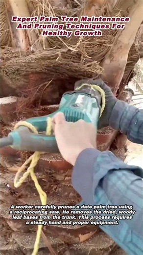 Expert Palm Tree Maintenance And Pruning Techniques For Healthy Growth