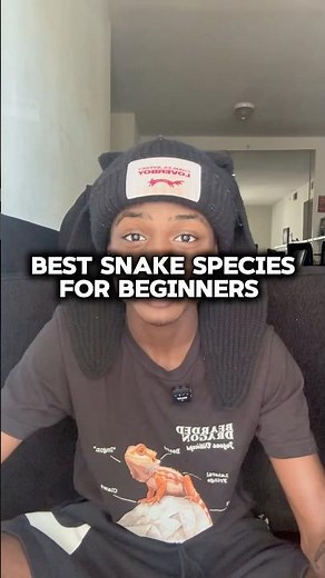 Best Beginner Pet Snake 🐍#snake #ballpython #python #reptiles #pets #cutepets #shorts #fypシ゚viral
