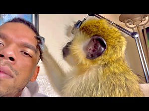 Monkey Grooming Human ASMR Oddly Satisfying