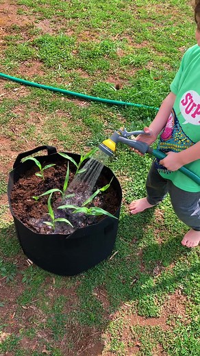 Growing Corn in a Grow Bag! Tips and Tricks for a Successful Harvest