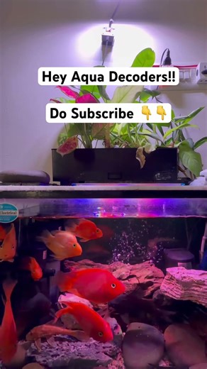 Hey Aqua Decoders!! Watch this parrot fish setup with aquaponics