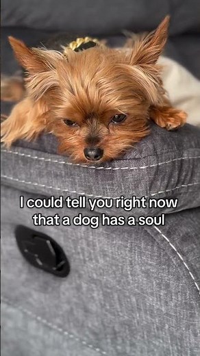The Sweetest Purest Souls 🥹 | Heartwarming Yorkie Moments 2026