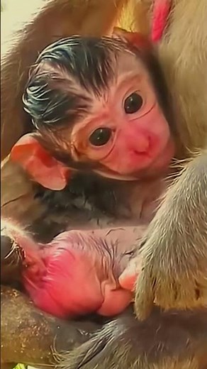 Just Born, Tiny Newborn Baby Monkey Brings Pure Joy
