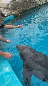 2.1K views · 120 reactions | Ever seen a dolphin be measured? Well, now you have  Our Marine Mammal team measures our dolphins' length and girth every other week to ensure that our boys are in a healthy weight range. This is just one of the ways that we maintain their husbandry behaviors! | Texas State Aquarium | Facebook