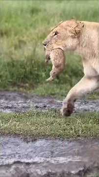 A Mother Lioness Keeps Hiding Her Cubs
