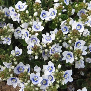 Veronica Snowmass Blue-Eyed Speedwell | High Country Gardens