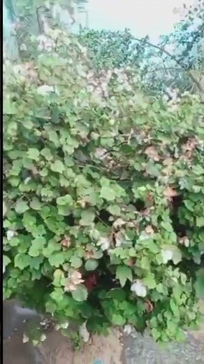 Giant Cotton Plant for Agricultural Research | Educational Insight #nature #education #cotton