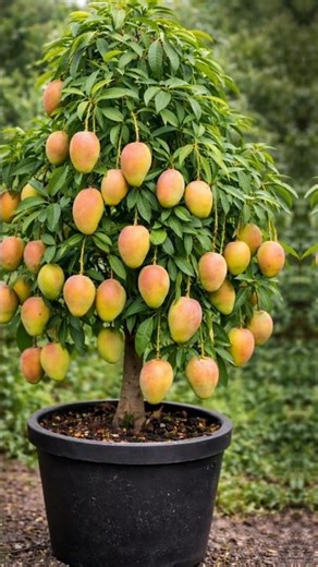 Amazing Mango Tree in Pot 😱 | Hundreds of Mango on One Tree | Mango Gardening