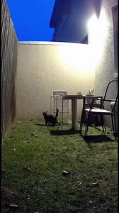 Cat vs. Intruder: Who Wins? Cat vs. Intruder: Who Wins? #fblifestyle #AI Generated using Kling AI . . . (For entertainment purposes only. Consult professionals if guidance on activities is presented. No brand affiliation is implied if any are shown. If inspired by true events, creative adaptations may be included. Content may include public footage.) | Fabiosa Better World