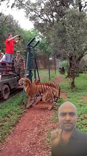 Watch How the Tiger Is Being Fed | Two Tigers Together | Tiger Feeding Time #WildlifeShorts