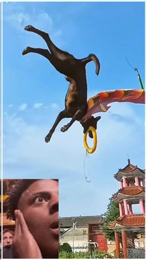 Unbelievable Dog Jump 😱🔥 #sports #shorts #animalshorts