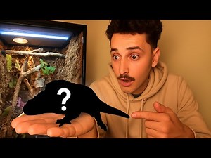 DIY WATERFALL Jungle Terrarium For My New REPTILE!