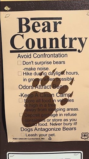 Bear Safety 101: What To Do If You Encounter a Bear While Hiking, Camping, or Fishing