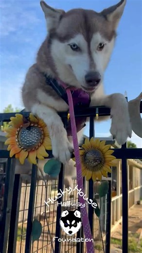 857K views · 15K reactions | Starting your day with a “bad dog”. #thegreatescape #huskylife #huskyhalfwayhouse #escapeartist | Husky Halfway House | Facebook