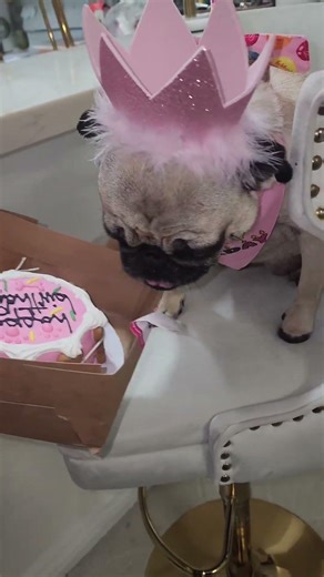 This pug turned 7! Birthday girl Lulu gets her cake 🎂🐾