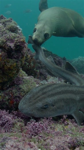 Seal playing with a Pajama catshark's tail.