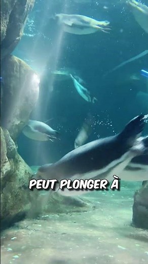 Pingouins : Les Rois de la Glace et du Soleil #découverte #enfants #nature #faune #pingouin