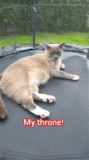 My favourite place helps me sleep better every single day! #cat #catoftheday #catshorts #cute #cats