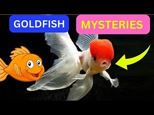 Goldfish Biology Is Teaching Medicine How to Survive Without Oxygen.
