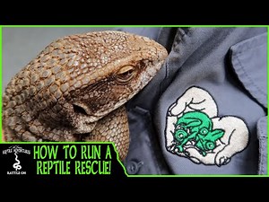 HOW TO RUN A REPTILE RESCUE (Friends of Scales Reptile Rescue)