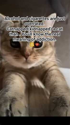 catnapped a cat😼❄💅🏻#kitten #catmom #catdaddy #cat #viral #funny #nostalgicsongs #aww #funpage