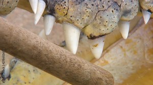 Close up of the massive, white teeth in a saltwater crocodile's mouth, as a demonstrator points to them with a stick