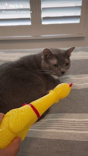 Funny Rubber Chicken Meme Compilation