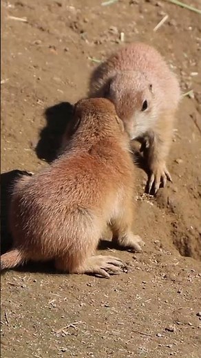 Baby Animals at Franklin Park Zoo: Prairie Dogs!