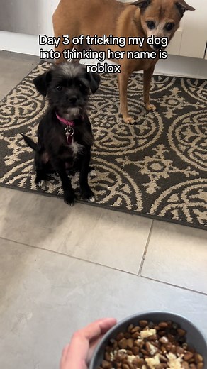 Prank: Dog Thinks Her Name is Roblox