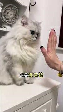 Discover Top Cat Breeds: From Exotic to Everyday Felines