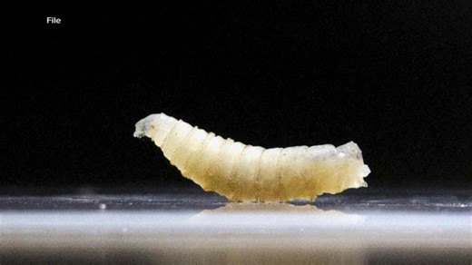 1st human case of flesh-eating parasite detected in US