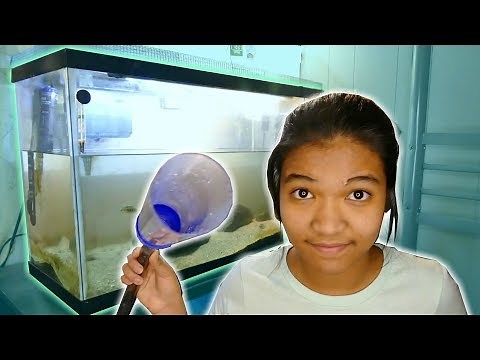 HOW I CLEAN MY TURTLE TANK - Maintenance of the Aquarium | Turtle 101